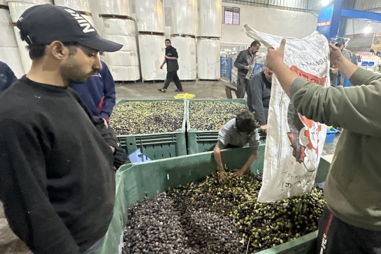 Palestinian farmers work to squeeze the olive crops they harvested to obtain olive oil during the last day of the 4 day humanitarian pause in Gaza City, Gaza غيتي