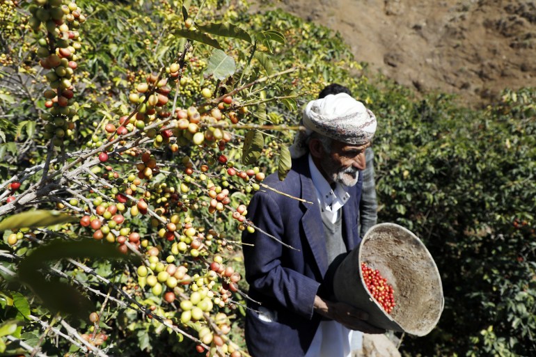 A farmer from Yemen's mountainous village of Haraaz reaps coffee beans from his farm during the coffee harvesting season on January 08, 2023 in the Haraaz region, one of Sana'a districts, Yemen. Yemen originated the term "Coffee Arabica", غيتي