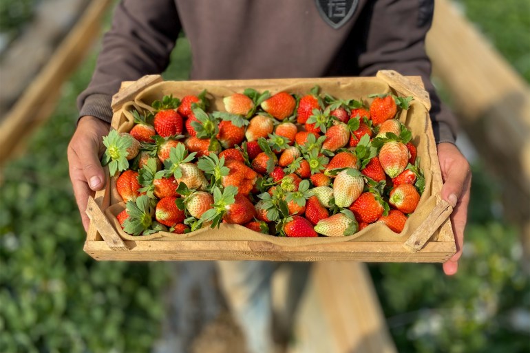 A Palestinian farmers carries a strawberry box at a farm land north of Gaza Strip غيتي