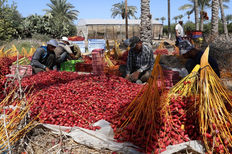 Palestinian farm workers collect dates on a farm in Deir el-Balah, central Gaza Strip, Thursday, Sept. 30, 2021. أسوشيتد برس