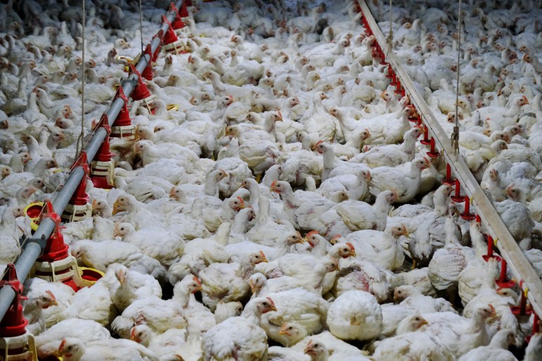 White chickens inside a poultry farm in Malaysia غيتي