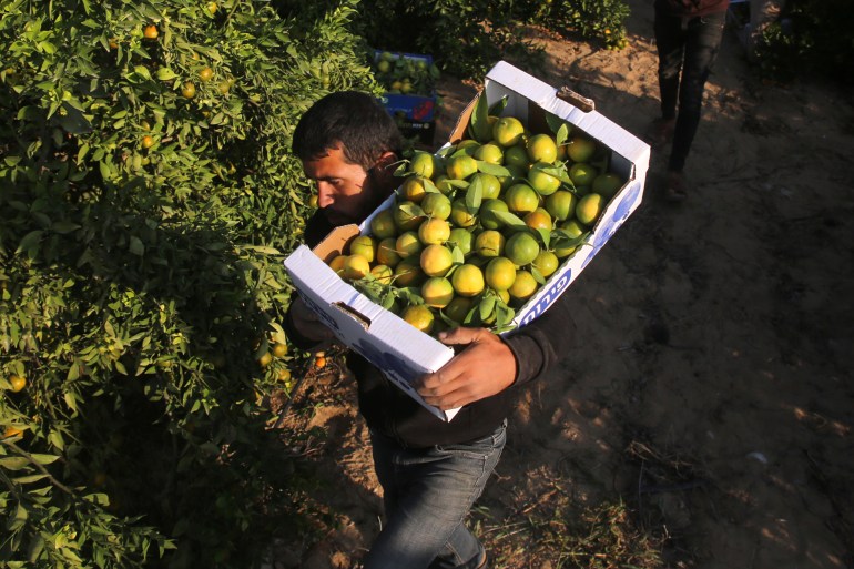 Palestinian farmers work pick citrus fruits from trees during the citrus harvest season in Khan Yunis in the southern Gaza Strip, on November 7, 2022. غيتي