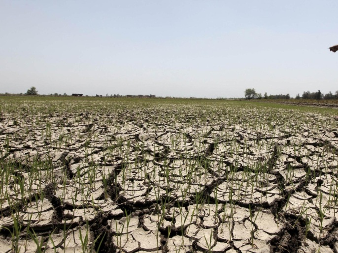 An Egyptian farmer walks past his crops damaged by drought in a farm formerly irrigated by the river Nile, in El-Dakahlya, about 120 km (75 miles) from Cairo June 4, 2013. Ethiopia has not thought hard enough about the impact of its ambitious dam project along the Nile, Egypt said on Sunday, underlining how countries down stream are concerned about its impact on water supplies. The Egyptian presidency was citing the findings of a report put together by a panel of experts from Egypt, Sudan and Ethiopia on the impact of the plan to build a $4.7 billion hydroelectric dam. Ethiopia triggered deep concern in Egypt last week when it began work to divert the river as part of the project. Egypt depends on the Nile for nearly all its water. REUTERS/Mohamed Abd El Ghany (EGYPT - Tags: ENVIRONMENT)