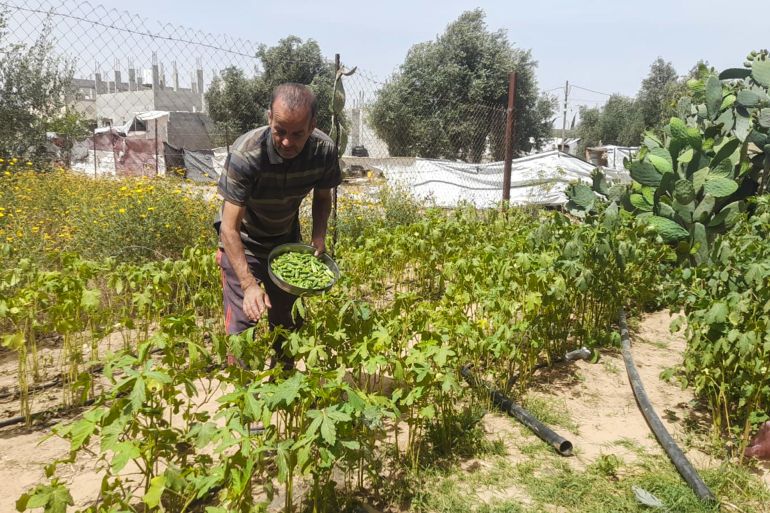 : ماهر طبش نجح في إعادة الحياة لمزرعته رغم استمرار الحرب وانعدم البذور والأسمدة والمبيدات