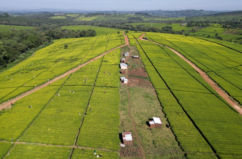 A drone view shows members of the Kimasas cooperative society, accused by Eastern Produce Kenya (EPK) of invading the Sitoi Tea Estate causing substantial financial losses to the company, in Mosine village of Nandi County, Kenya, January 22, 2025. REUTERS/Monicah Mwangi