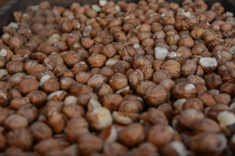 تركيا تسجل أعلى رقم صادرات للبندق في تاريخها