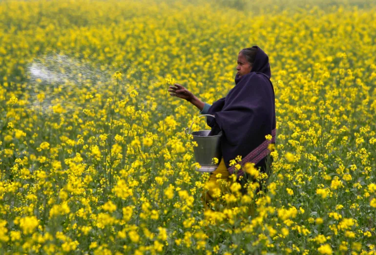 A farmer casts urea on her mustard field in the northern Indian city of Allahabad January 12, 2015. REUTERS/Jitendra Prakash (INDIA - Tags: BUSINESS AGRICULTURE)