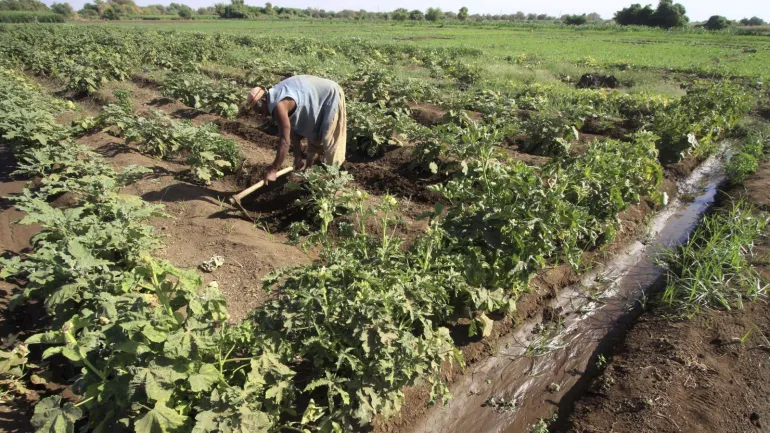 blogs الزراعة في السودان