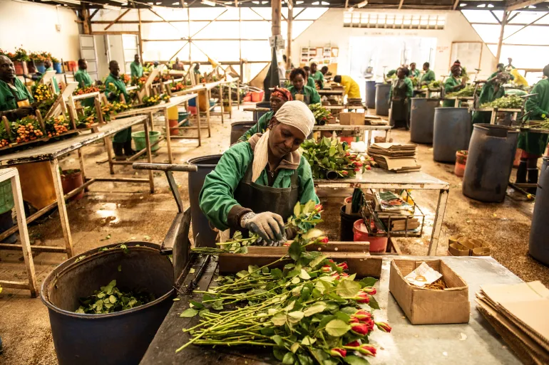 NAIVASHA, KENYA - FEBRUARY 12: A worker cleans and packages roses at Wildfire Flowers on February 12, 2019 in Naivasha, Kenya. Kenya is the lead third-country supplier of roses to the European Union, where it accounts for 38% of the market share, according to the Kenya Flower Council, an industry group. Approximately 50% of its exported flowers are sold at auctions in the Netherlands, the source of most of Europe’s Valentine’s Day bouquets. Kenya’s floriculture industry earned more than $800 million in 2017, providing employment to over 100,000 people in the country, according to industry data. (Photo by Andrew Renneisen/Getty Images)
