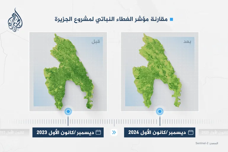 [صورة: مقارنة مؤشر الغطاء النباتي لمشروع الجزيرة - ديسمبر/كانون الأول عام 2023 مقابل ديسمبر/كانون الأول عام 2024 - المصدر: Sentinel-2]