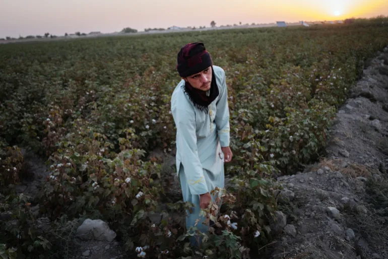 CHARBOLAK, AFGHANISTAN - SEPTEMBER 21: A farmer picks cotton on drought-struck land at the end of harvesting season on September 21, 2025 in Balkh, Afghanistan. The farming family plans to relocate farming activities to lands with ground water. Landlocked Afghanistan is situated in the middle of the most water-stressed region in the world – Central Asia – and access to water depends on the melt glaciers from the Hindu Kush Himalayas (HKH) that stretch across Eurasia. With glaciers retreating in the Hindu Kush in a warming world, the waters of rivers that feed Afghanistan and its neighbors, will soon dry up. In March 2022, the Taliban started constructing a 258-kilometer Qosh Tepa Canal to give farmers access to water through water pumps. However, reports question the quality of the construction and the canal's future: water leaks have sprung, the digging of large side channels to irrigate farmland is still missing, and instability between Afghanistan and its Central Asian neighbors are rising. (Photo by Elke Scholiers/Getty Images)